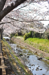 桜　ON THE RIVER