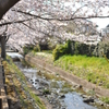 桜　ON THE RIVER