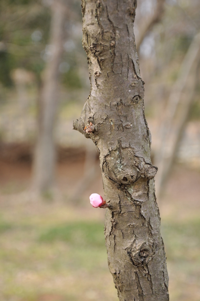 ひとりぼっちの蕾