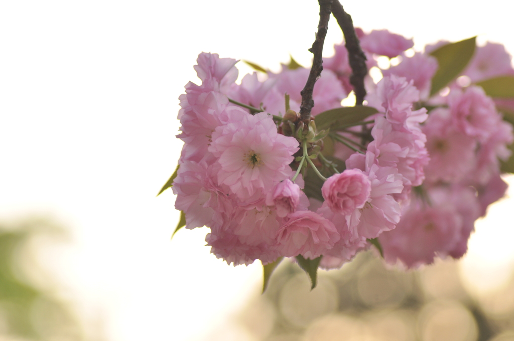 八重桜