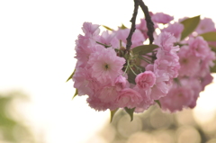 八重桜