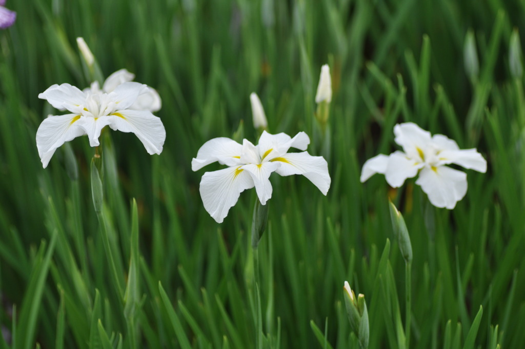 3連花