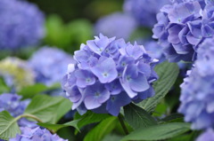紫陽花-blue-