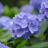 紫陽花-blue-