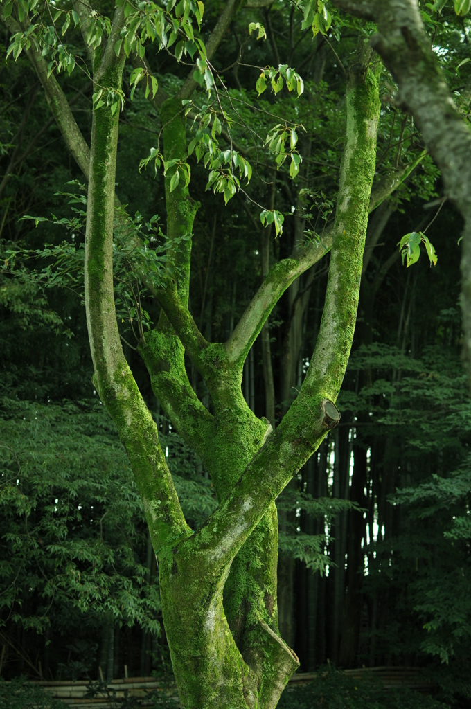 苔生した木