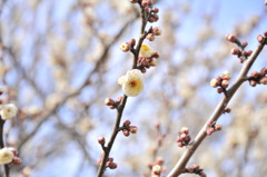 花、咲いてました