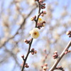花、咲いてました