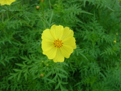 明るく黄色い花