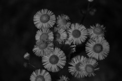 B&W
