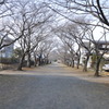 桜並木