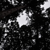 迷いの森
