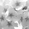 花びら