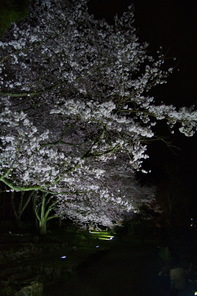 夜桜