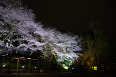 夜桜