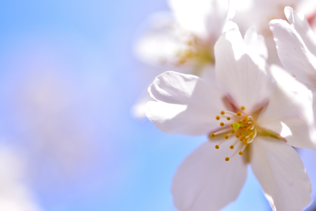 快晴の桜