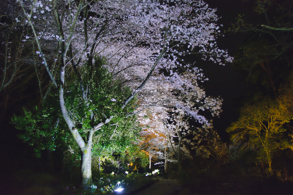 夜桜