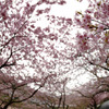 桜祭り
