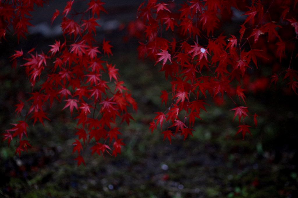 小原村の紅葉