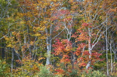 岩木山の紅葉