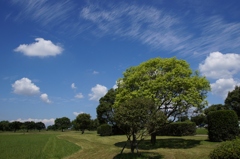 ある日の公園　（流し撮り風）