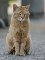 浜のトラ　ハマトラちゃん