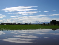 朝の映り込み　近所の水田