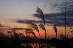 夕焼けにたたずむススキ