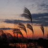 夕焼けにたたずむススキ