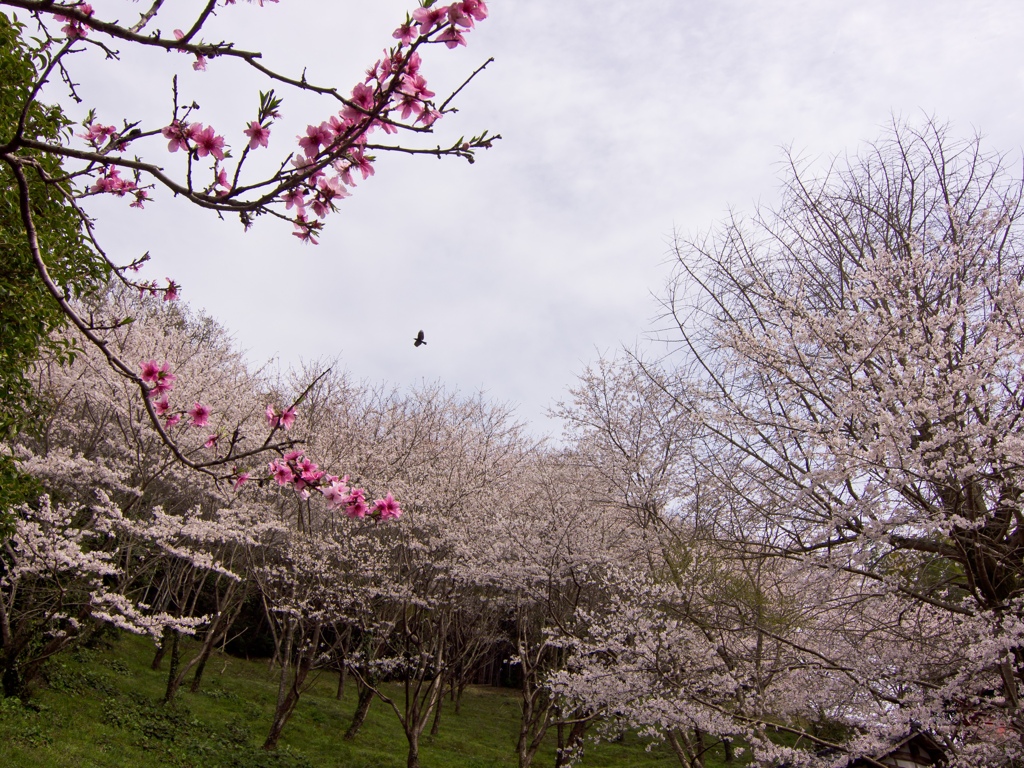 山の桜