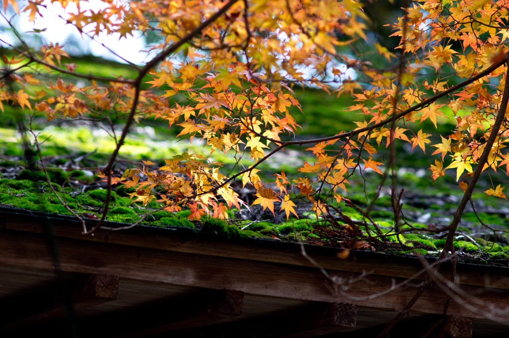 苔むす屋根と紅葉