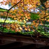 苔むす屋根と紅葉