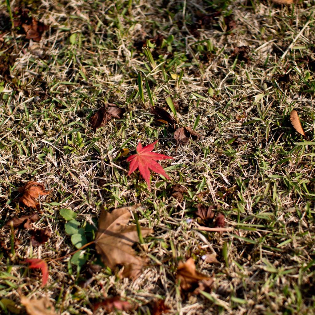 プチ　紅葉１