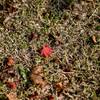 プチ　紅葉１