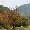 みちくさ　田舎の風景　柿の木２