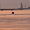 鳥　１　夕暮れながしどり