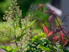 紅　春葉