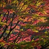 紅葉狩り２
