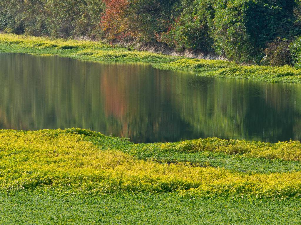 身近な紅葉　水辺の浮き草