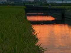 夕照と頭を垂れる稲穂 夕照と頭を垂れる稲穂