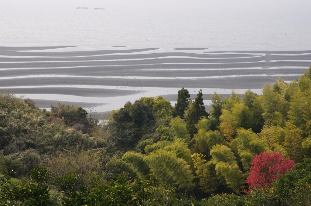 新緑と干潟の風景