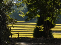 棚田が見えた