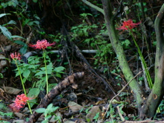 夏の虫　秋の花