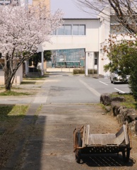 春休み　入学式を　待つサクラ