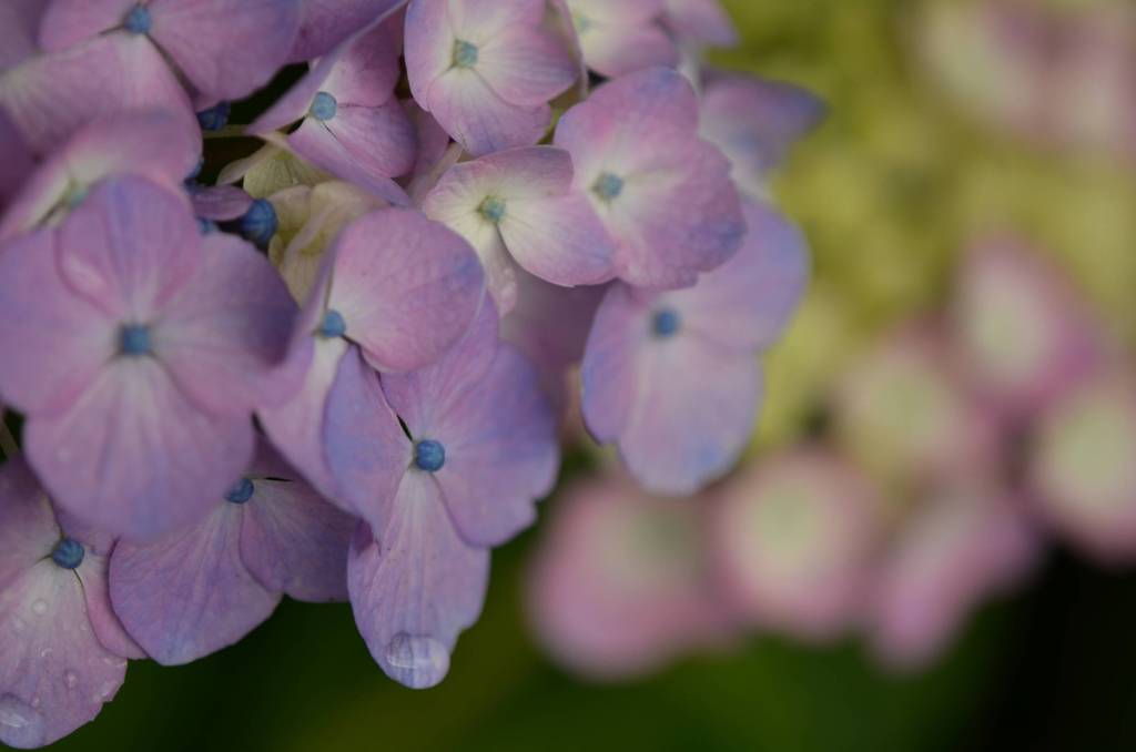 紫陽花マンドリンコンサート