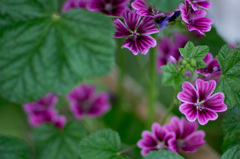 アオイ（葵の御紋）　春花