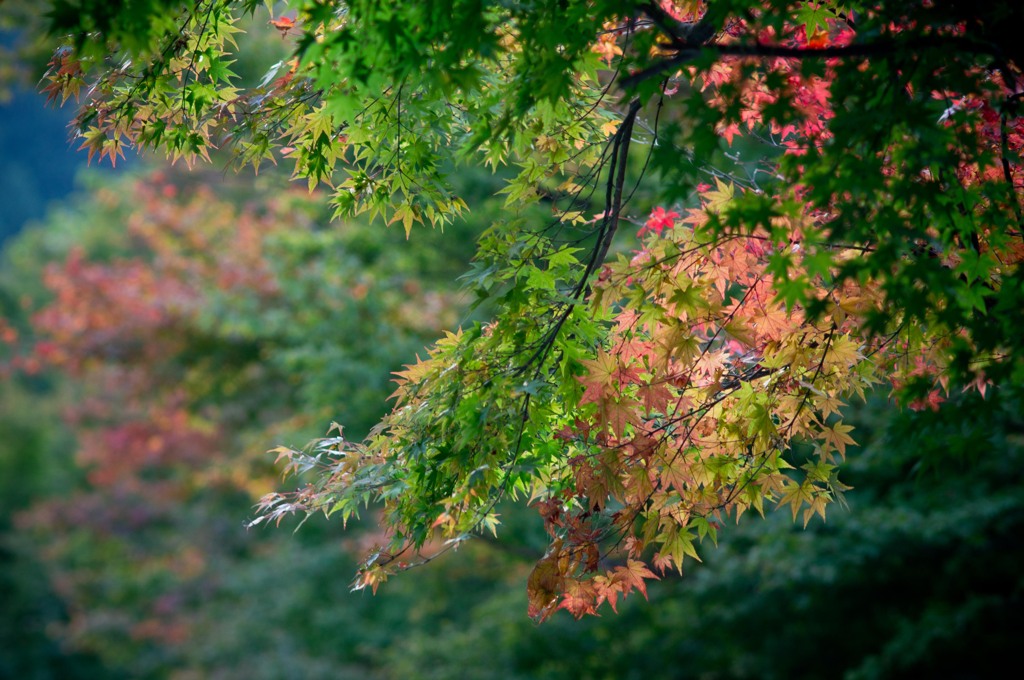 紅葉狩り３