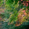 紅葉狩り３