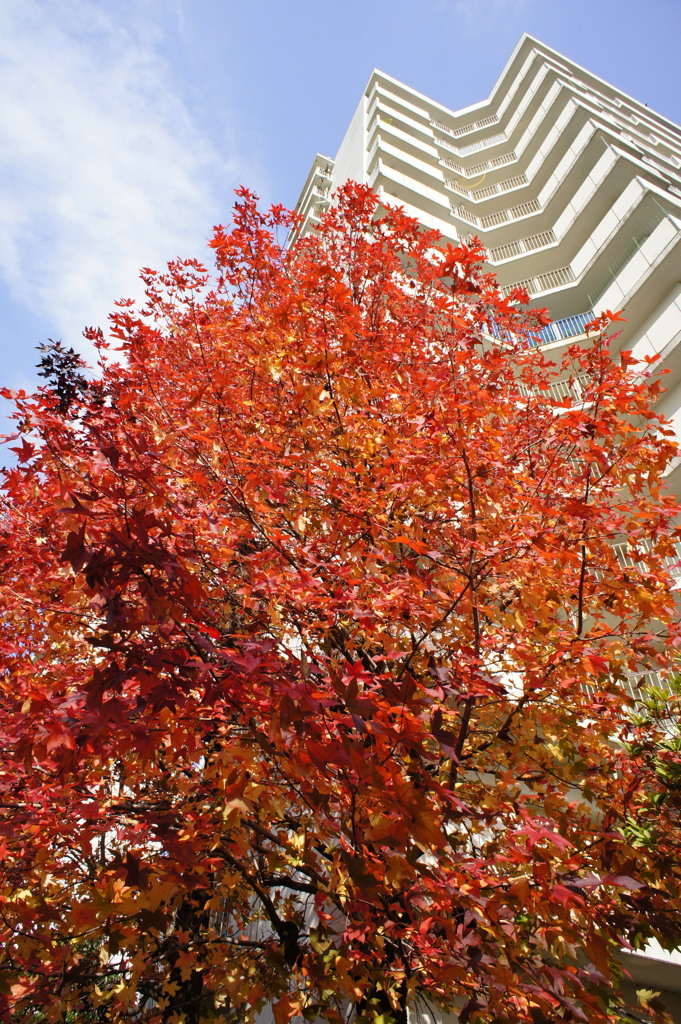 紅葉鮮やかに