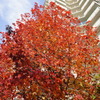 紅葉鮮やかに