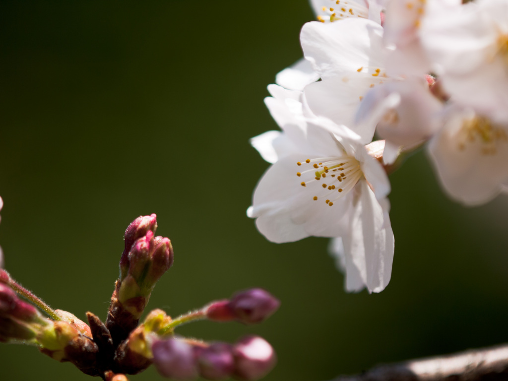 ささやき　早く大きくなあれ　先輩桜